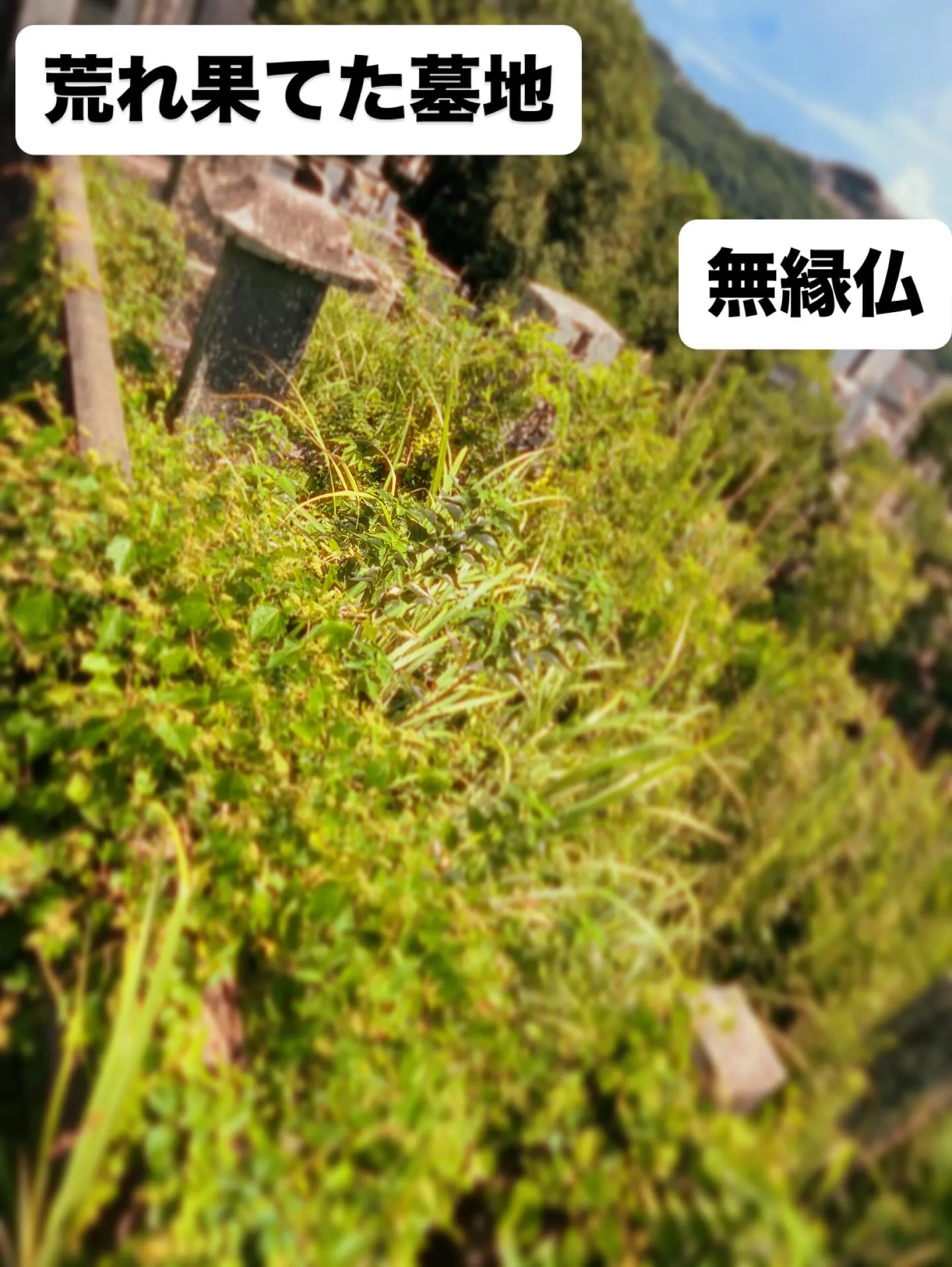 私たちの暮らしの中で、時には見過ごされがちな存在が墓地環境で...